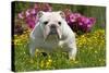 English Bulldog in Garden with Flowers-null-Stretched Canvas
