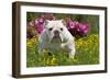 English Bulldog in Garden with Flowers-null-Framed Photographic Print