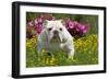 English Bulldog in Garden with Flowers-null-Framed Photographic Print