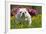English Bulldog in Garden with Flowers-null-Framed Photographic Print