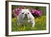 English Bulldog in Garden with Flowers-null-Framed Photographic Print