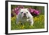 English Bulldog in Garden with Flowers-null-Framed Photographic Print