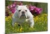 English Bulldog in Garden with Flowers-null-Mounted Photographic Print