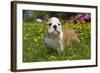 English Bulldog in Garden with Flowers-null-Framed Photographic Print