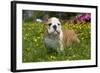 English Bulldog in Garden with Flowers-null-Framed Photographic Print