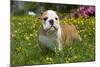 English Bulldog in Garden with Flowers-null-Mounted Photographic Print