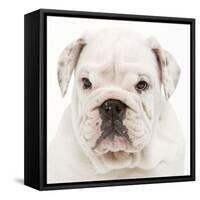 English Bulldog in Studio-null-Framed Stretched Canvas