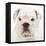 English Bulldog in Studio-null-Framed Stretched Canvas