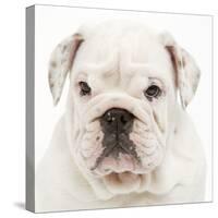 English Bulldog in Studio-null-Stretched Canvas