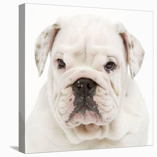 English Bulldog in Studio-null-Stretched Canvas