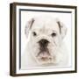 English Bulldog in Studio-null-Framed Photographic Print