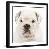 English Bulldog in Studio-null-Framed Photographic Print