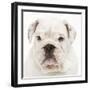 English Bulldog in Studio-null-Framed Photographic Print