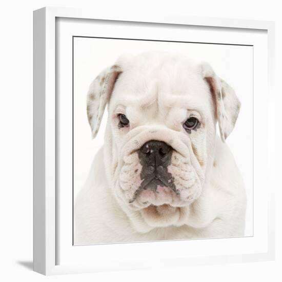 English Bulldog in Studio-null-Framed Photographic Print