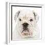 English Bulldog in Studio-null-Framed Photographic Print