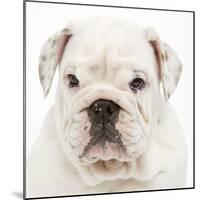 English Bulldog in Studio-null-Mounted Photographic Print