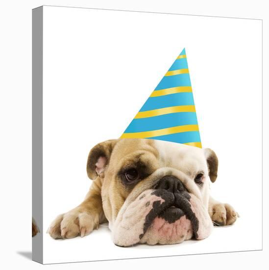 English Bulldog Lying Down Wearing Party Hat-null-Stretched Canvas