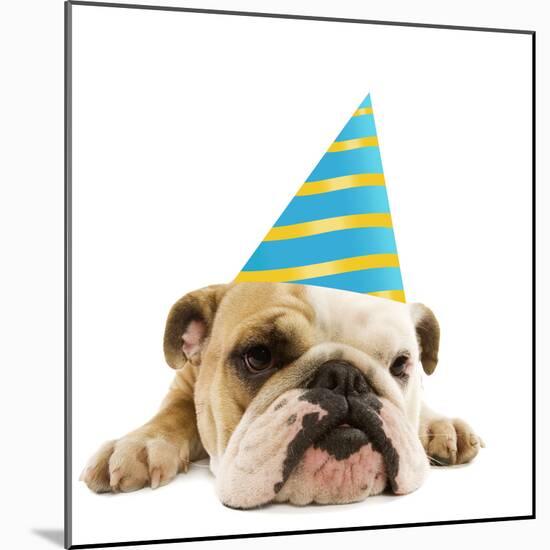 English Bulldog Lying Down Wearing Party Hat-null-Mounted Photographic Print