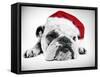 English Bulldog Lying in Studio Wearing a Christmas Hat-null-Framed Stretched Canvas