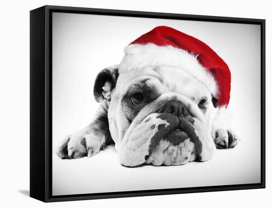 English Bulldog Lying in Studio Wearing a Christmas Hat-null-Framed Stretched Canvas