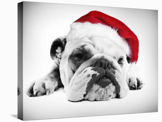 English Bulldog Lying in Studio Wearing a Christmas Hat-null-Stretched Canvas