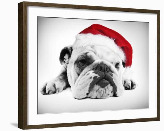 English Bulldog Lying in Studio Wearing a Christmas Hat-null-Framed Photographic Print