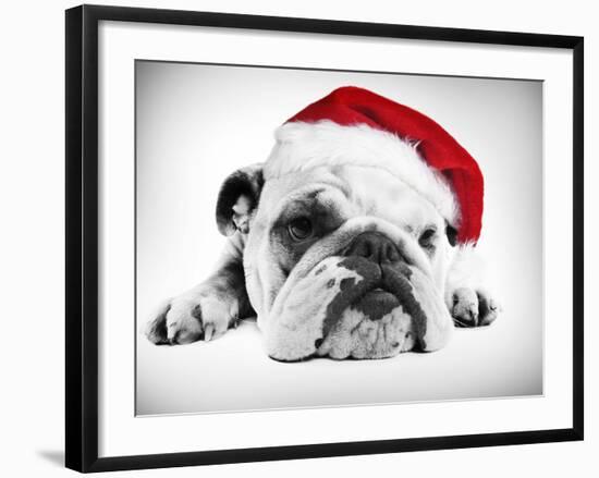 English Bulldog Lying in Studio Wearing a Christmas Hat-null-Framed Photographic Print