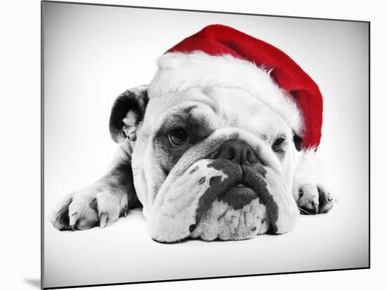 English Bulldog Lying in Studio Wearing a Christmas Hat-null-Mounted Photographic Print