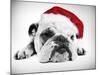 English Bulldog Lying in Studio Wearing a Christmas Hat-null-Mounted Photographic Print