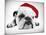 English Bulldog Lying in Studio Wearing a Christmas Hat-null-Mounted Photographic Print