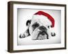 English Bulldog Lying in Studio Wearing a Christmas Hat-null-Framed Photographic Print