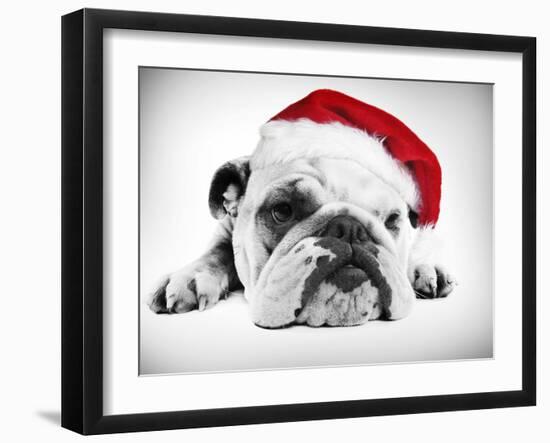 English Bulldog Lying in Studio Wearing a Christmas Hat-null-Framed Photographic Print