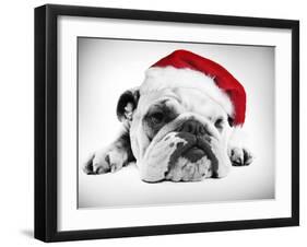 English Bulldog Lying in Studio Wearing a Christmas Hat-null-Framed Photographic Print