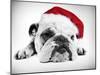 English Bulldog Lying in Studio Wearing a Christmas Hat-null-Mounted Photographic Print