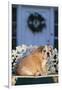 English Bulldog on a Garden Bench-DLILLC-Framed Photographic Print