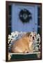 English Bulldog on a Garden Bench-DLILLC-Framed Photographic Print