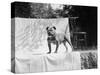 English Bulldog Portrait, Ca. 1930-null-Stretched Canvas