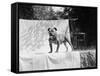 English Bulldog Portrait, Ca. 1930-null-Framed Stretched Canvas