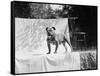 English Bulldog Portrait, Ca. 1930-null-Framed Stretched Canvas