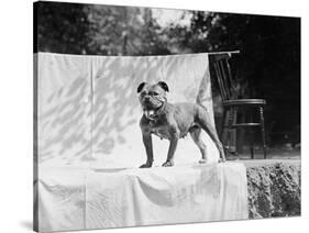 English Bulldog Portrait, Ca. 1930-null-Stretched Canvas