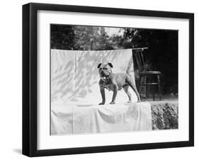 English Bulldog Portrait, Ca. 1930-null-Framed Premium Photographic Print