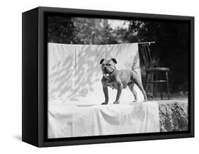 English Bulldog Portrait, Ca. 1930-null-Framed Stretched Canvas