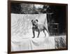 English Bulldog Portrait, Ca. 1930-null-Framed Photographic Print