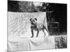 English Bulldog Portrait, Ca. 1930-null-Mounted Photographic Print