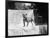 English Bulldog Portrait, Ca. 1930-null-Framed Photographic Print