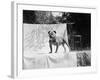 English Bulldog Portrait, Ca. 1930-null-Framed Photographic Print