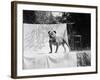 English Bulldog Portrait, Ca. 1930-null-Framed Photographic Print