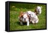 English Bulldog Puppies Playing-ots-photo-Framed Stretched Canvas