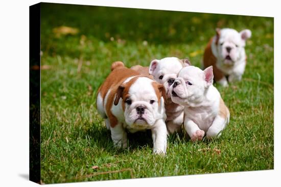 English Bulldog Puppies Playing-ots-photo-Stretched Canvas