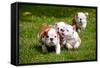 English Bulldog Puppies Playing-ots-photo-Framed Stretched Canvas